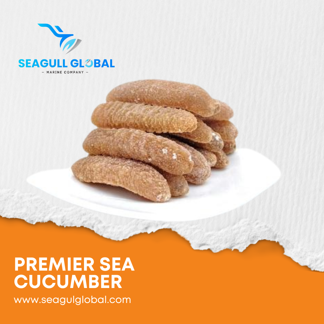 Brown Sandfish Sea Cucumbers (4)