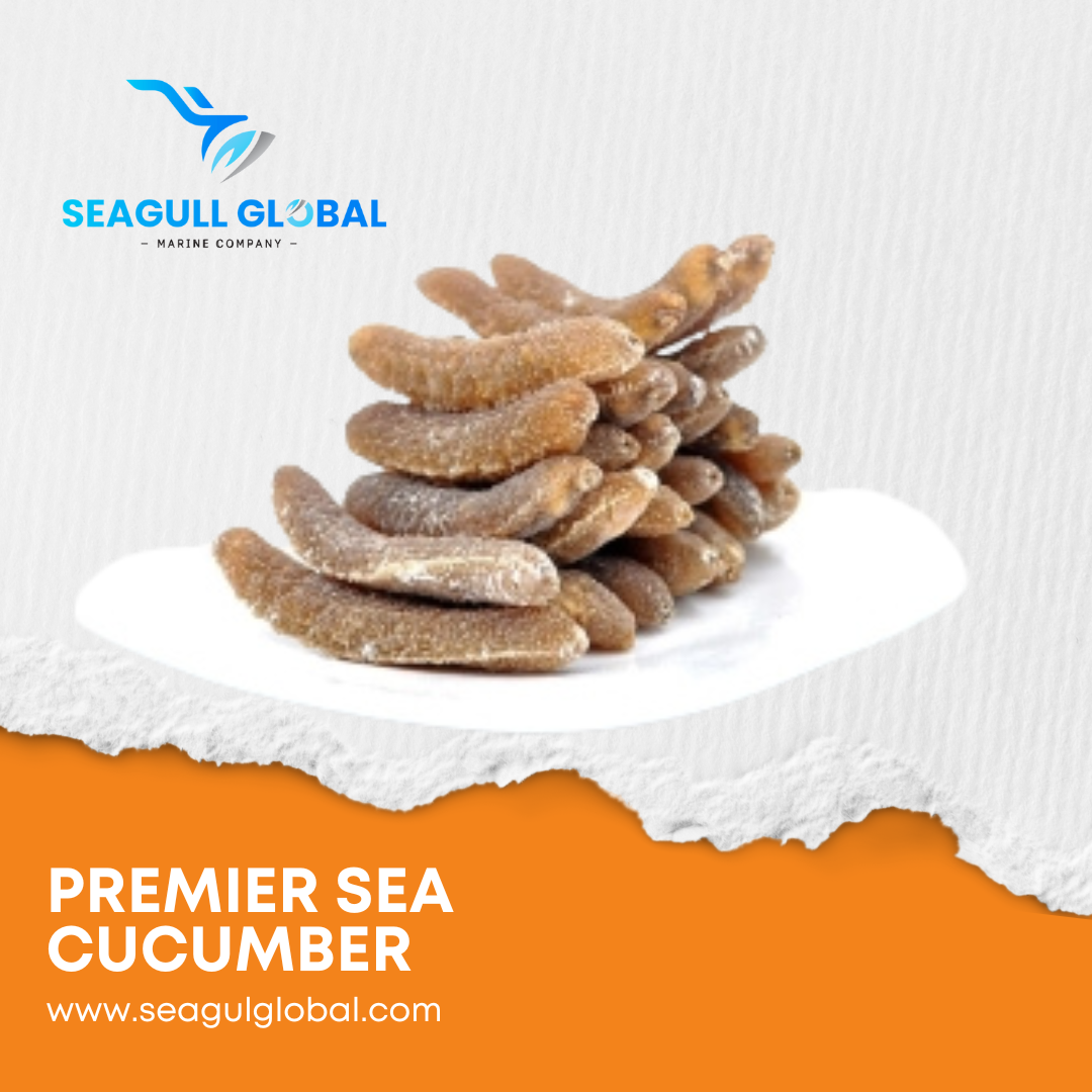 Brown Sandfish Sea Cucumbers (5)