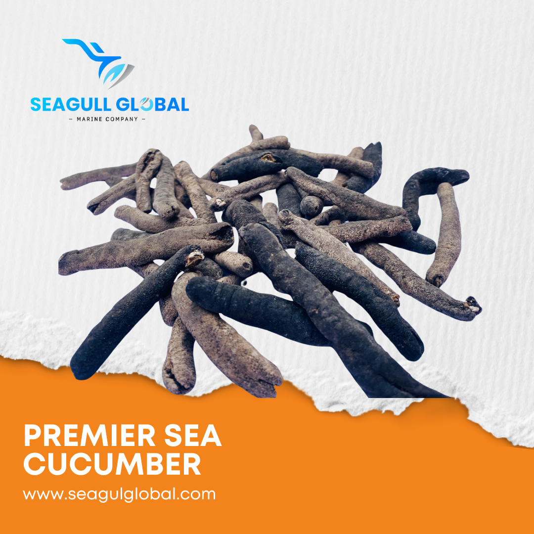 Lolly Fish Sea Cucumber (2)