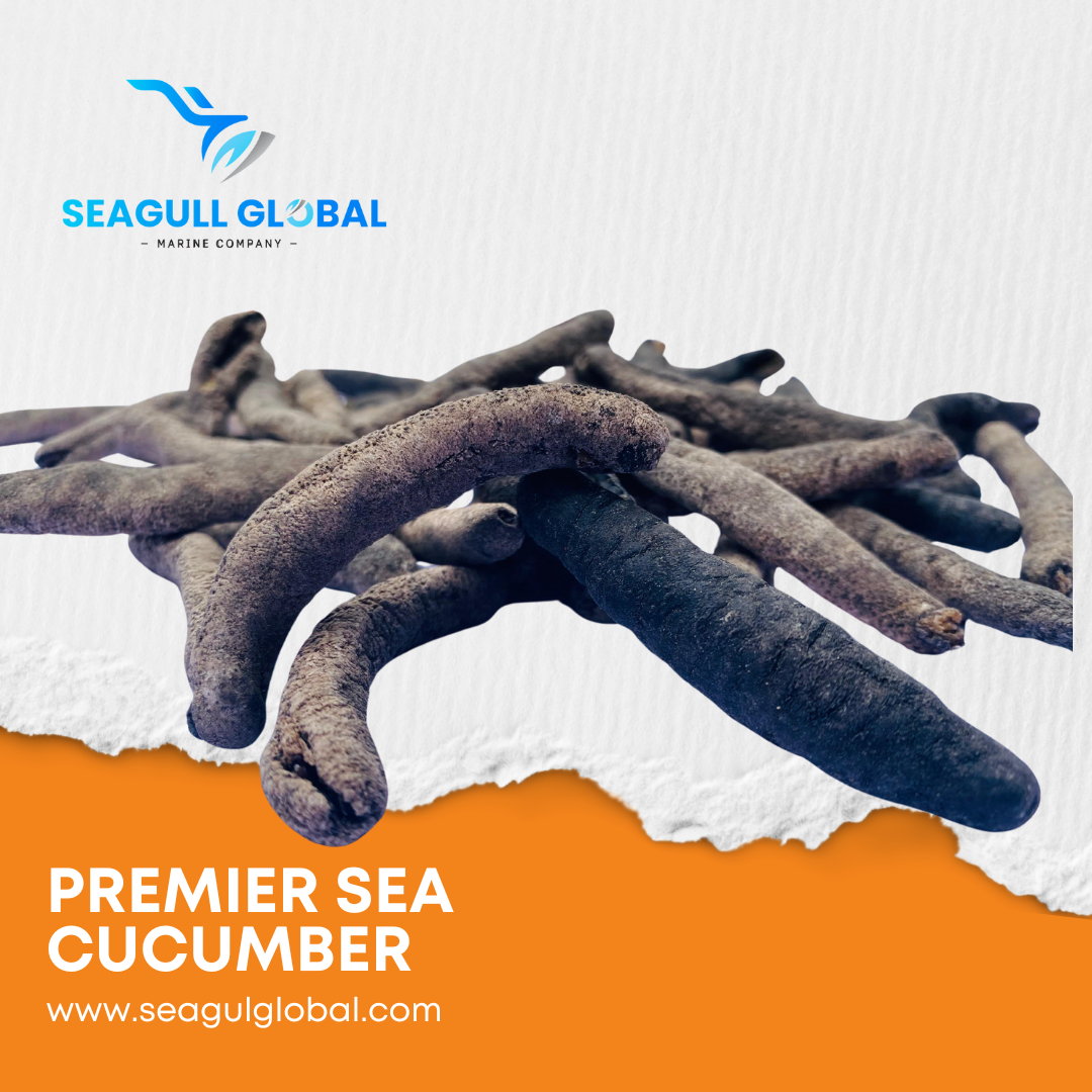 Lolly Fish Sea Cucumber (3)