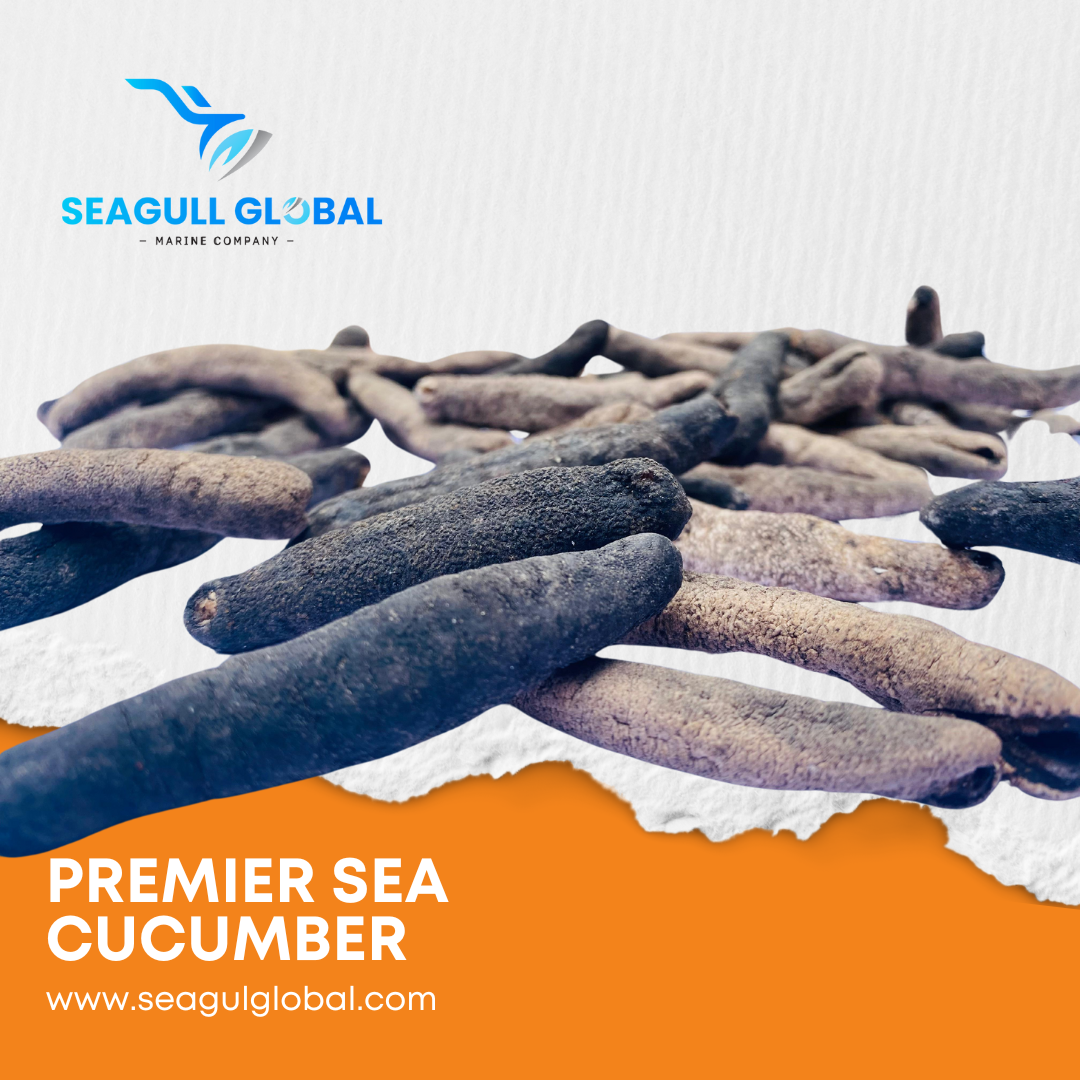 Lolly Fish Sea Cucumber (4)