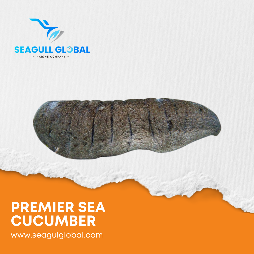 Sandfish Sea Cucumbers (3)