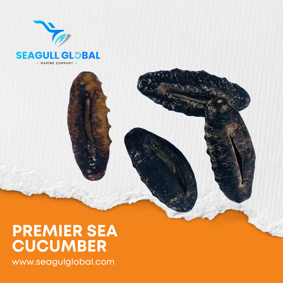 Teat Fish Sea Cucumbers (3)