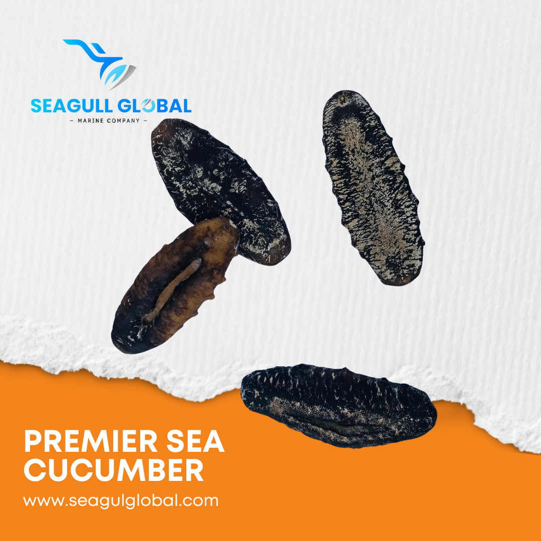 Teat Fish Sea Cucumbers (4)